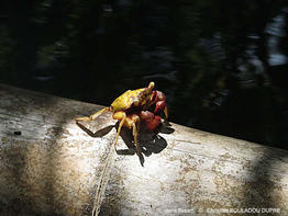 aratus_pisonii-cbd04