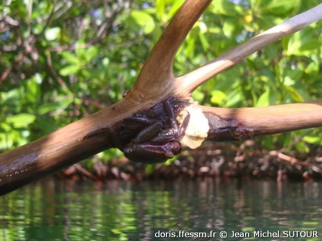 aratus_pisonii-jms02