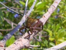 aratus_pisonii-jms03