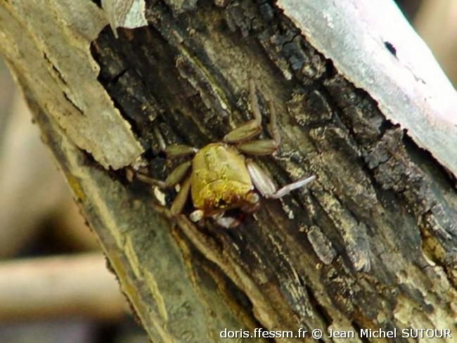 aratus_pisonii-jms04