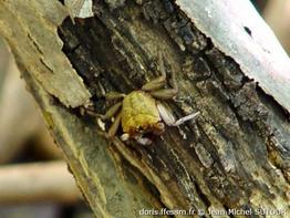 aratus_pisonii-jms04