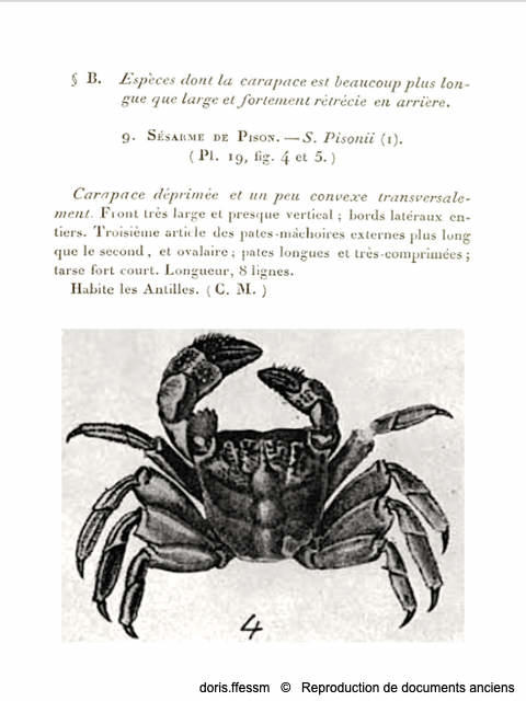 aratus_pisonii-repro-doc-anciens01