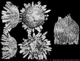 Arbaciella_elegans-Koehler1914