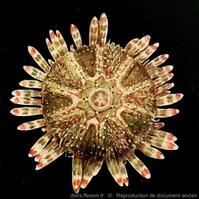 Arbaciella_elegans-Mortensen1910