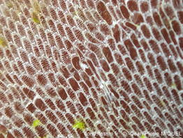 Arbopercula angulata-jpm109