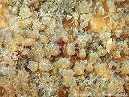 Archidistoma_aggregatum-fran64