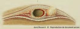 Arctica_islandica_Meyer&Möbius1872