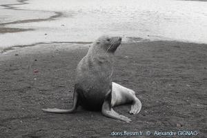 arctocephalus_gazella-ag01