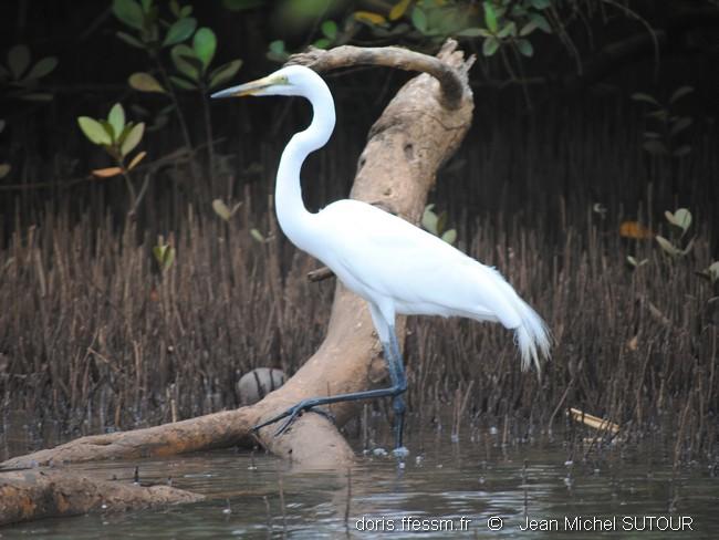 ardea_alba-jms14