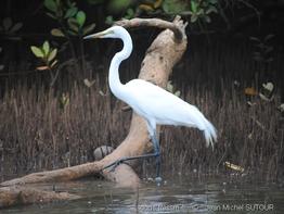ardea_alba-jms14