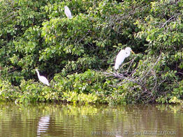 ardea_alba-jms15