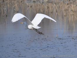 Ardea_alba_cw04