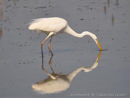 Ardea_alba_cw05
