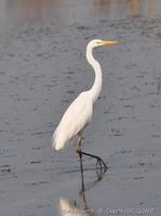 Ardea_alba_cw06