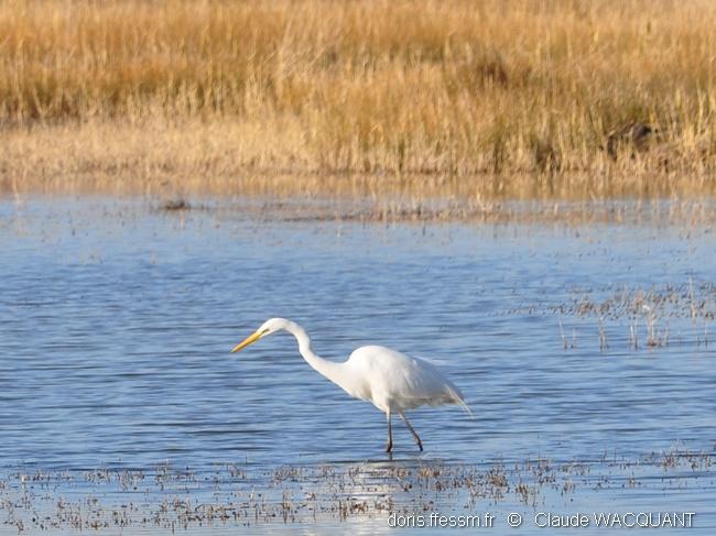 Ardea_alba_cw07