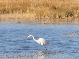 Ardea_alba_cw07