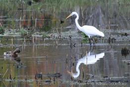 Ardea_alba_nc200