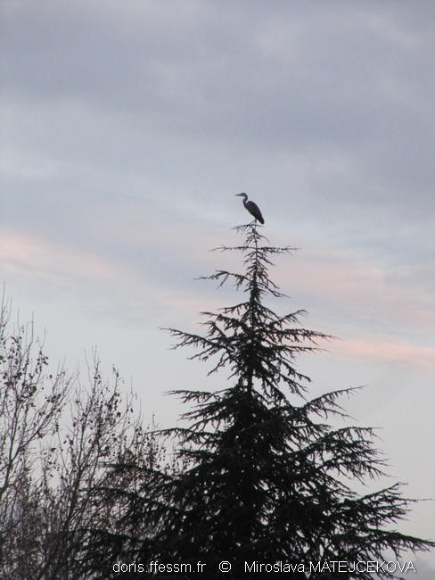 ardea_cinerea-mm10