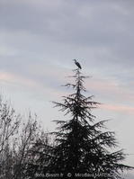 ardea_cinerea-mm10