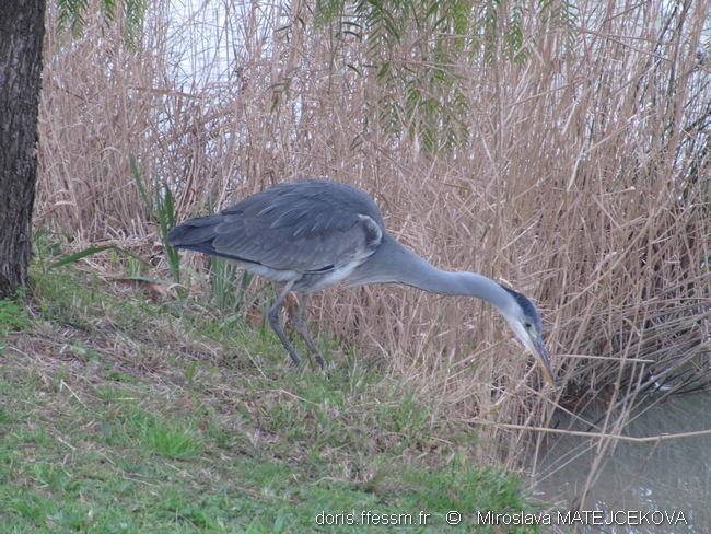ardea_cinerea-mm60