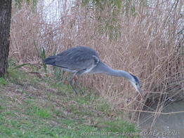 ardea_cinerea-mm60