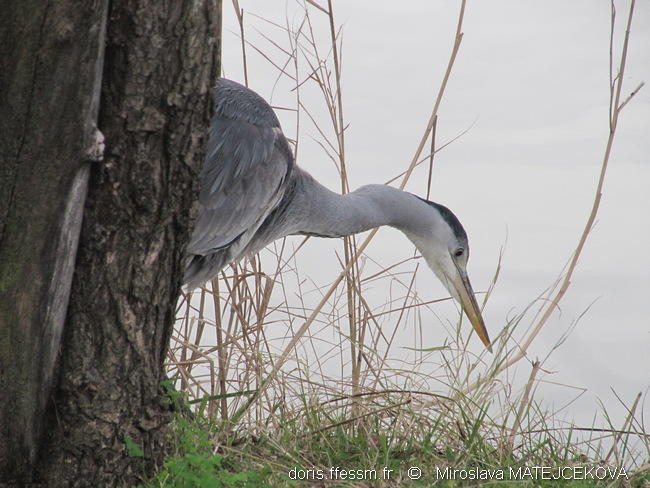 ardea_cinerea-mm70