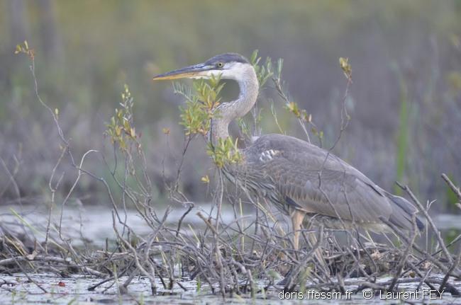 ardea_herodias-lf1