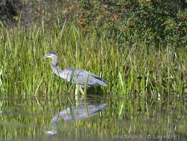 ardea_herodias-lf2