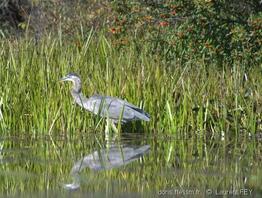 ardea_herodias-lf2