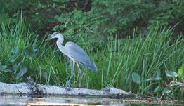 ardea_herodias-lf3