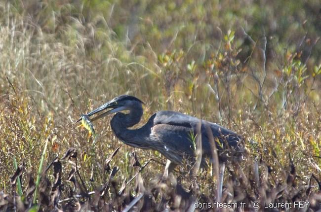 ardea_herodias-lf5