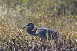 ardea_herodias-lf5
