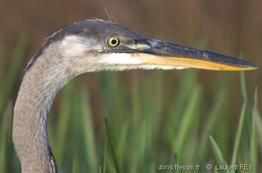 ardea_herodias-lf6