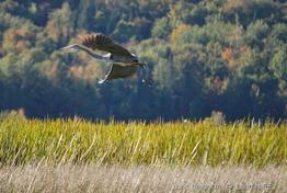ardea_herodias-lf7
