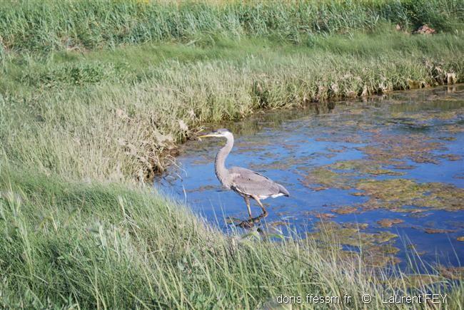 Ardea_herodias00208