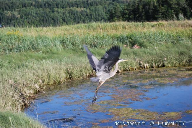 Ardea_herodias00210