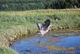 Ardea_herodias00210