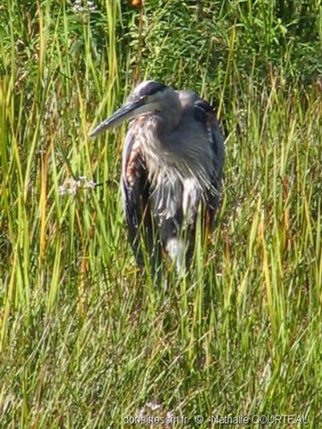Ardea_herodias0301