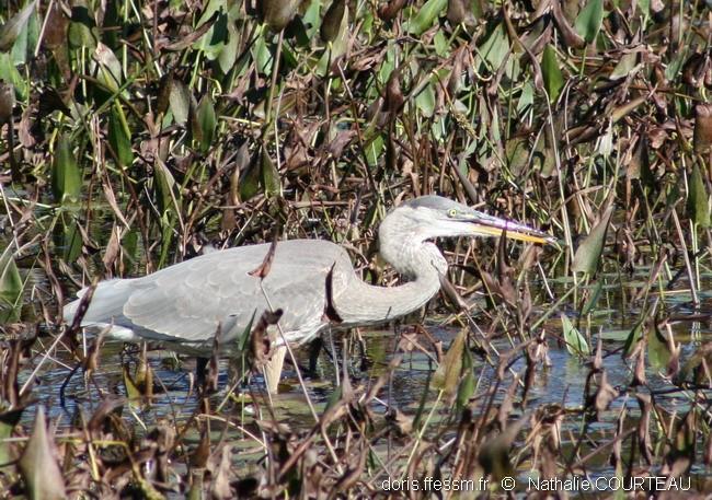Ardea_herodias0302