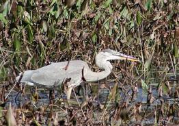 Ardea_herodias0302