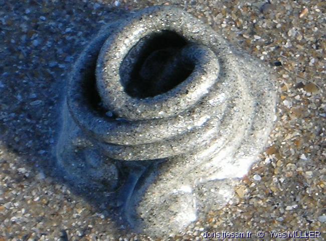 arenicola_marina-6