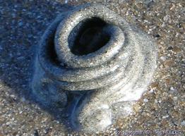 arenicola_marina-6