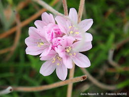 Armeria_maritima-fran1