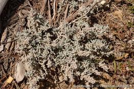 artemisia_caerulescens_subsp_gallica-vl1