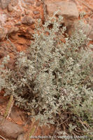 artemisia_caerulescens_subsp_gallica-vl2