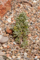 artemisia_caerulescens_subsp_gallica-vl3