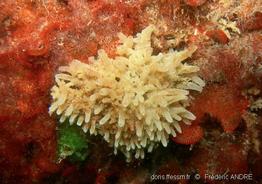 ascandra_falcata-fa-img_0011