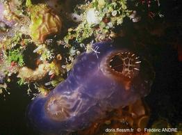 ascidia_ornata-fa14