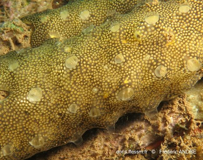 leptoclinides_reticulatus-fa251