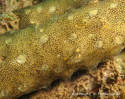 leptoclinides_reticulatus-fa251